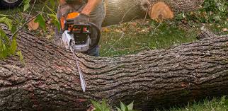 Professional Tree Removal in Brisbane, CA